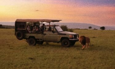 Africa Safari
