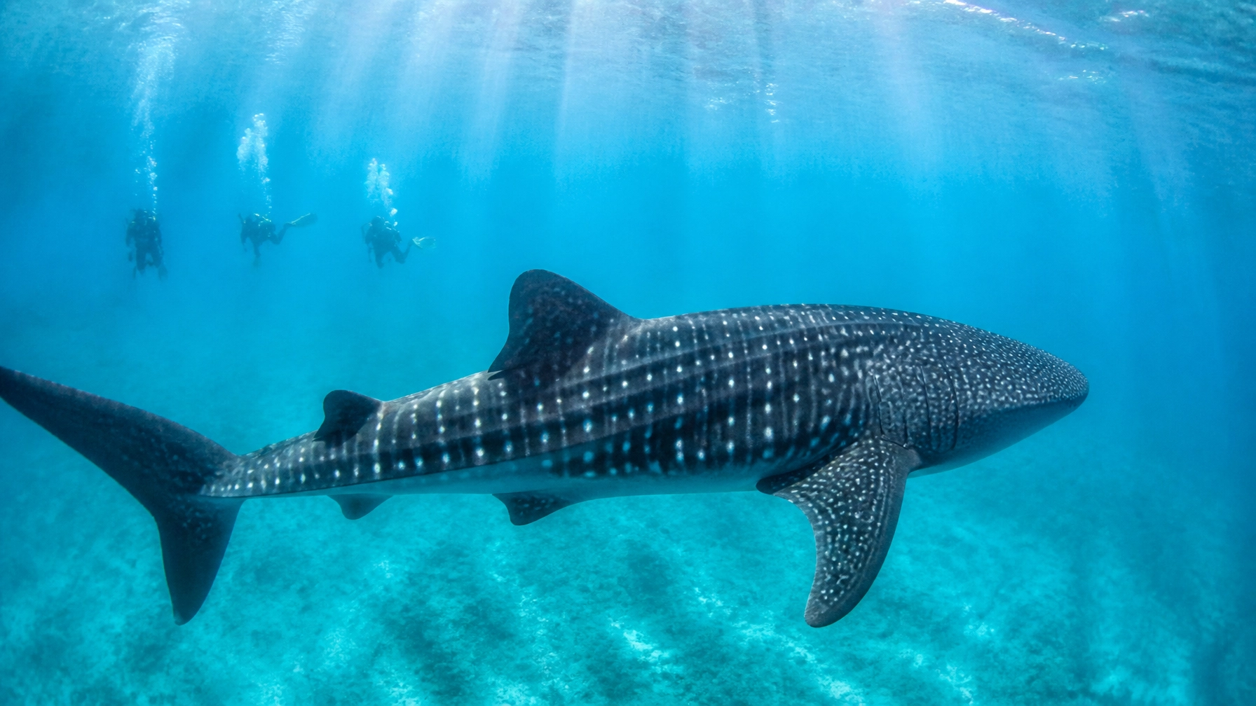A breathtaking whale shark gliding through crystal clear Maldivian waters