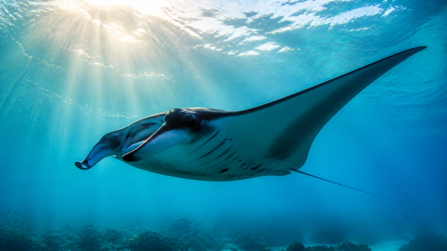 Giant oceanic manta ray gliding through sun-drenched turquoise water