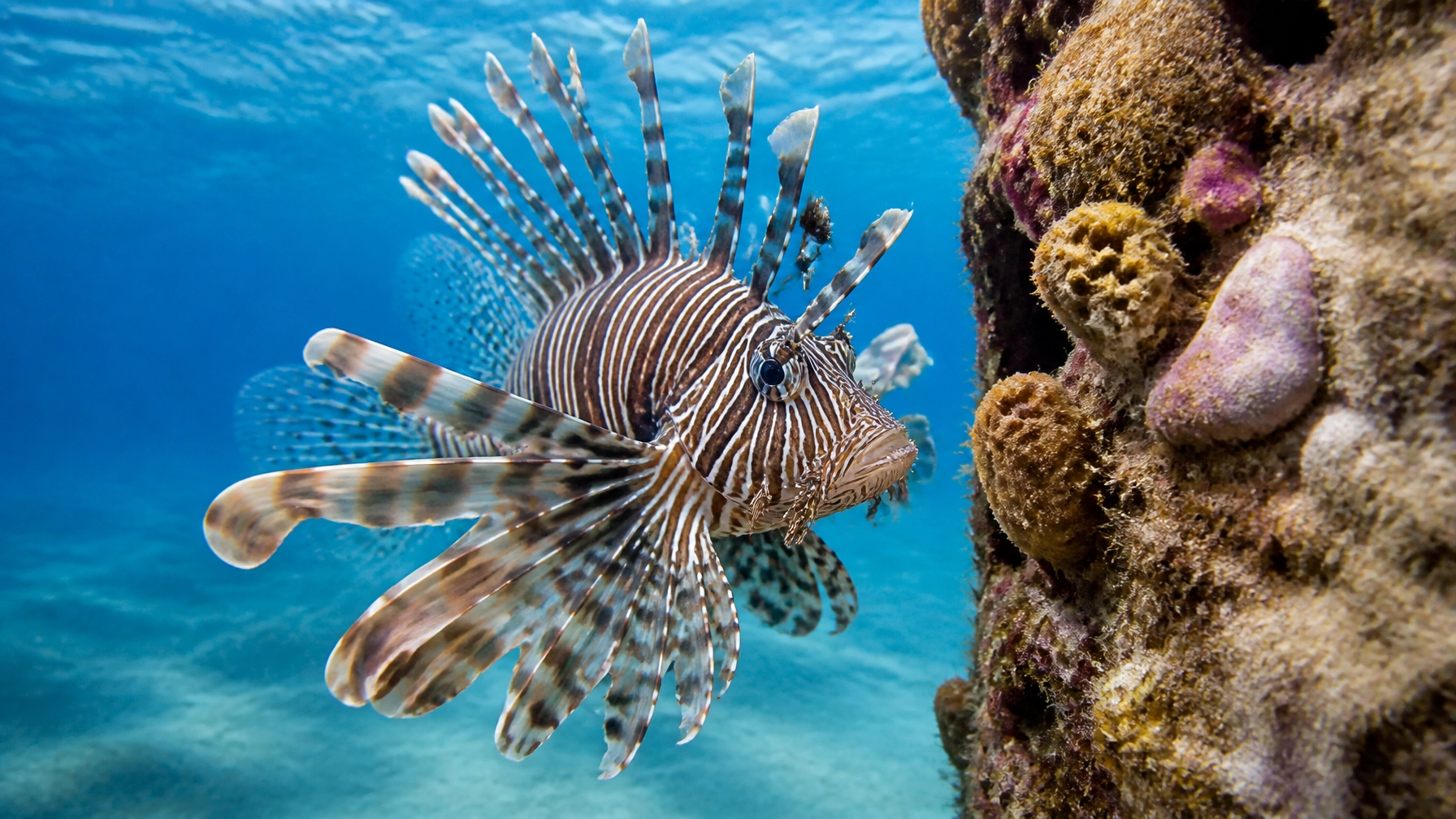 Close-up of a vibrant lionfish with its venomous spines fanned out, hovering near a coral-encrusted structure in the Gulf of Mexico. Natural light, bright and clean aesthetic.