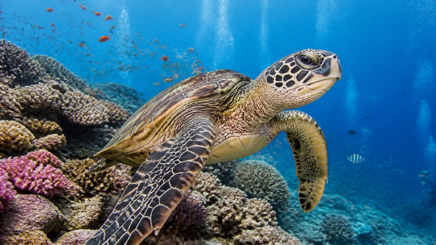 Bangka Island diving - close-up of a vibrant sea turtle over a colorful reef.