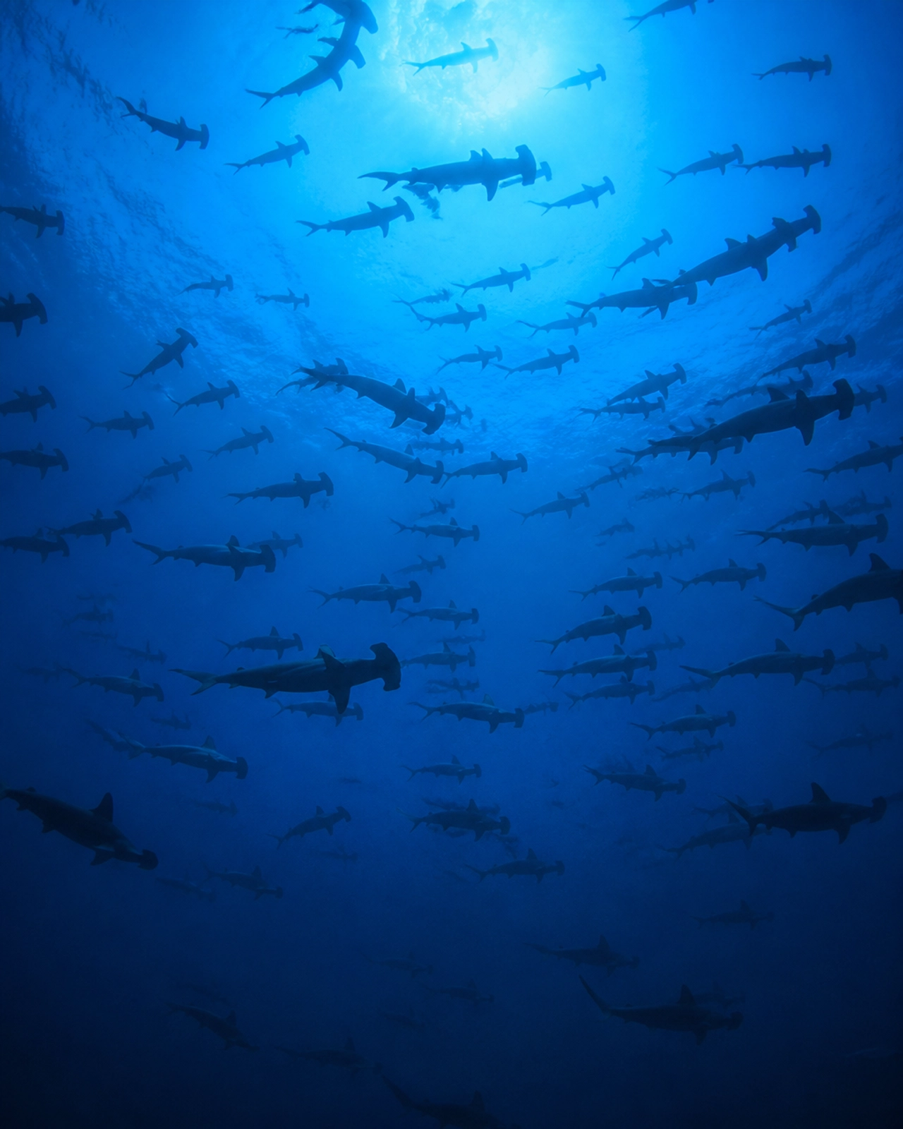 Massive school of hammerhead sharks silhouetted against the bright ocean surface