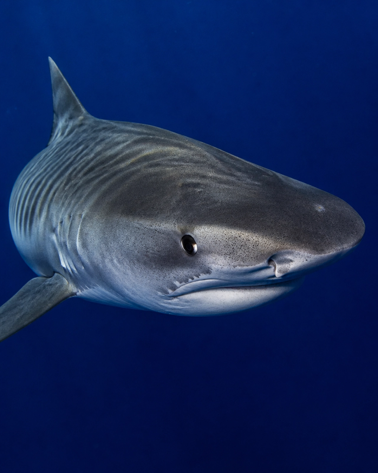 A majestic Tiger Shark in the deep blue waters of Fuvahmulah