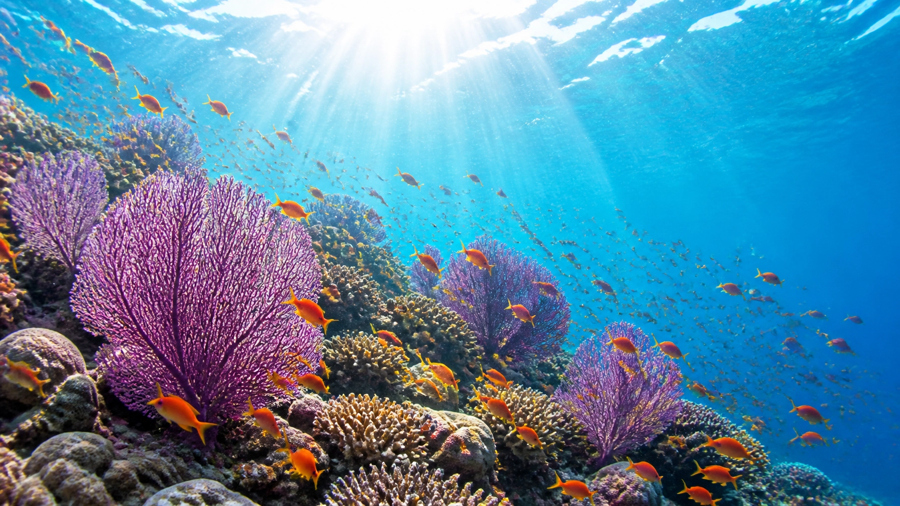 A beautiful healthy coral reef teeming with orange anthias fish and purple sea fans, with bright sunlight rays piercing through the clear water.