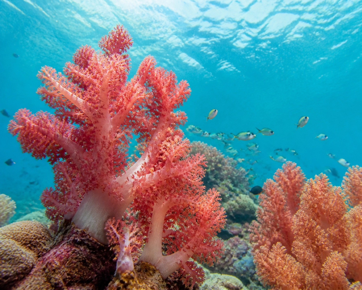 Vibrant underwater soft coral reefs in clear turquoise ocean water