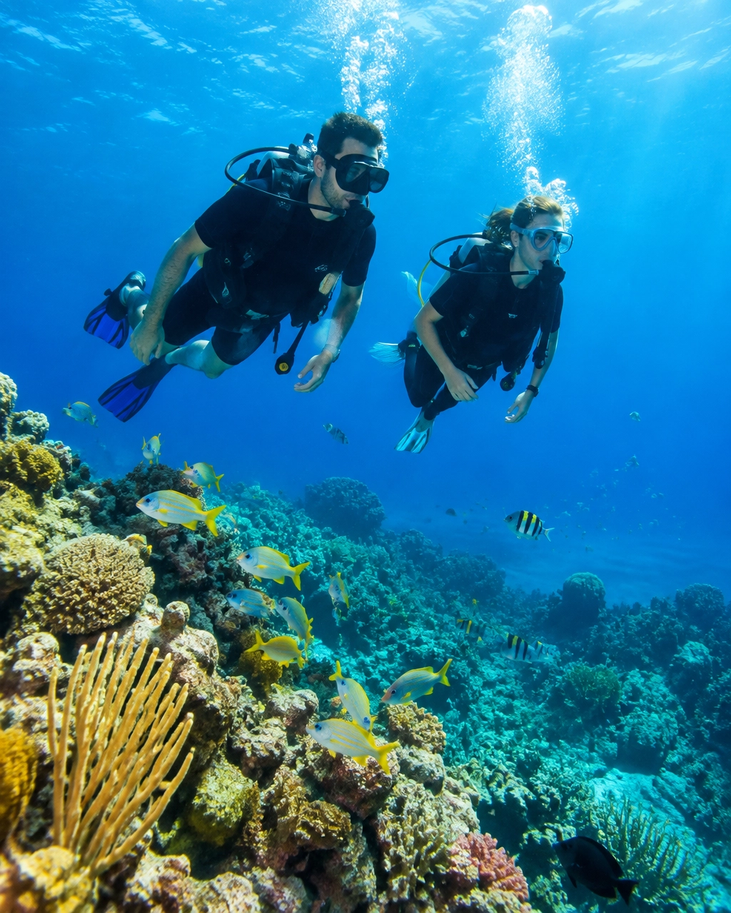 Buddy divers exploring a colorful Caribbean reef in clear blue water