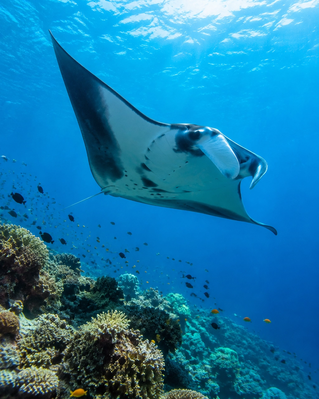 Manta ray gliding above a Maldivian reef in clear blue water